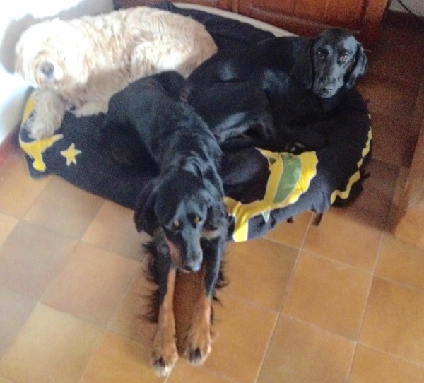 3 cani di diverse razze in una cuccia a casa di alessia la dog sitter del mese