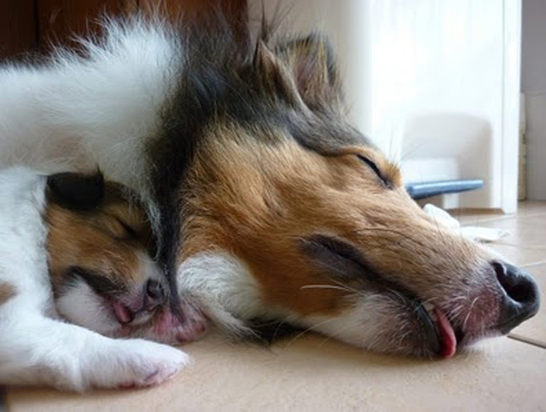 Collie parent and Collie puppy sleeping together with blep