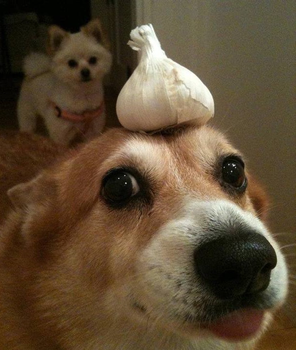 Corgi blep with a garlic bulb balancing on it's head