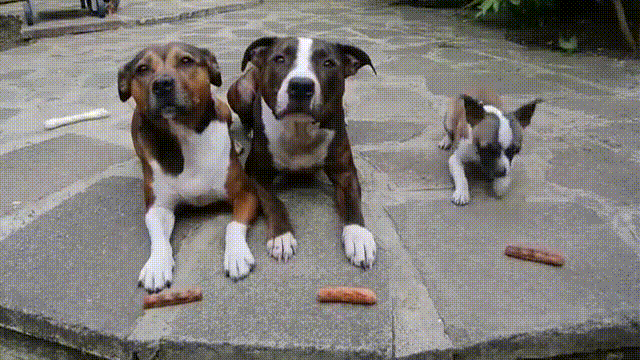 per migliorare il magnetismo canino una pesona da a tre cani seduti su un suolo grigio dei dolcetti 