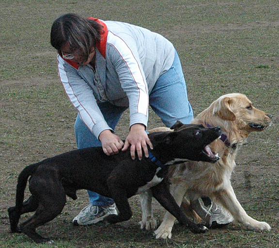 parques para perros - perros a punto de pelear
