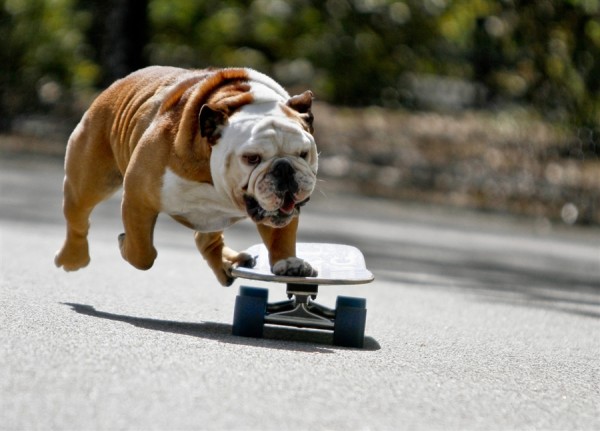 perros extremos - Tillman el bulldog ingles skater