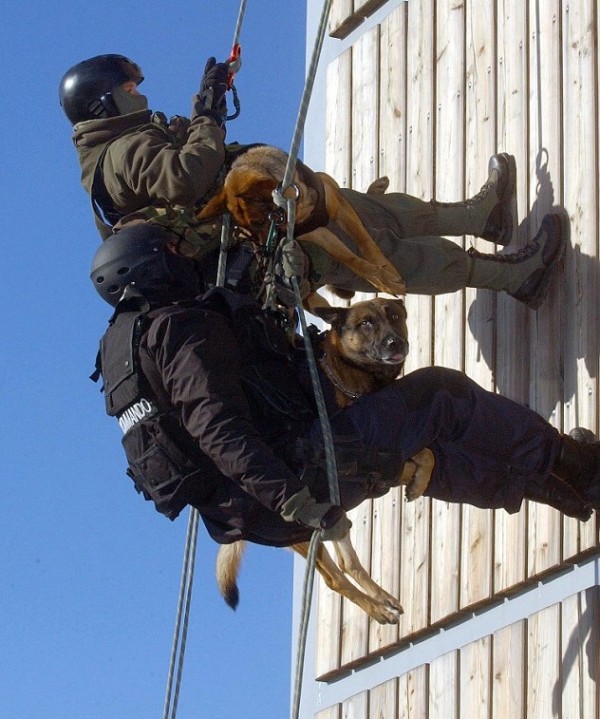 perros extremos de las fuerzas especiales de Austria