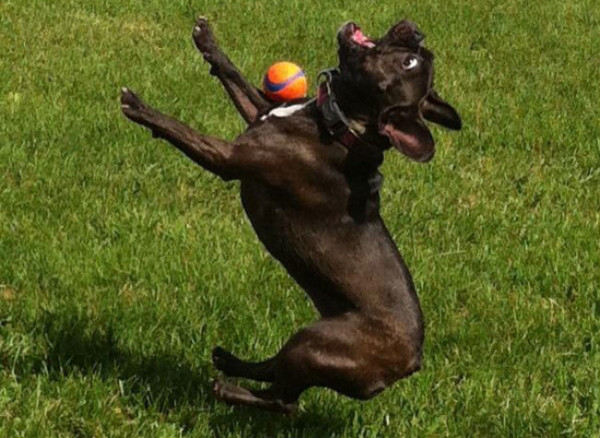 perros patosos - bulldog frances tratando de atrapar una pelota en el aire