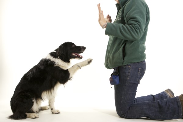 premios para perros - border collie aprendiendo un truco