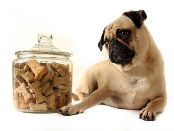 premios para perros - pug carlino mirando un envase lleno de chuches
