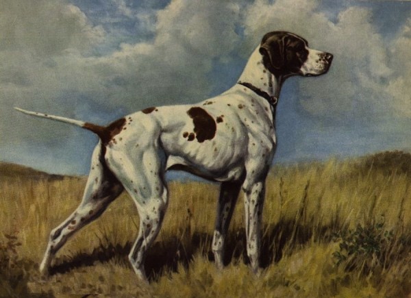 razas de perros ya extintas - Braco de Puy