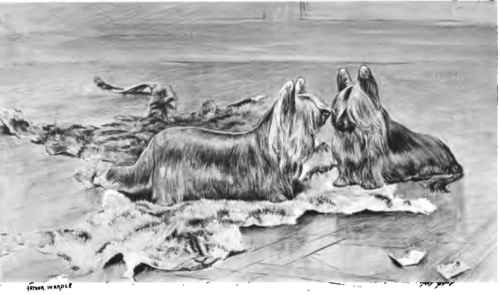 razas de perros ya extintas -Clydesdale o Paisley Terrier