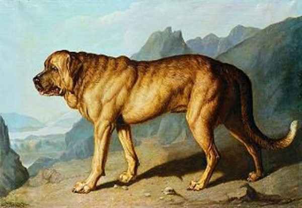 razas de perros ya extintas Mastiff Alpino