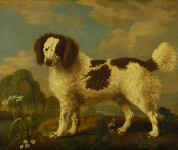razas de perros ya extintas - Norfolk-Spaniel