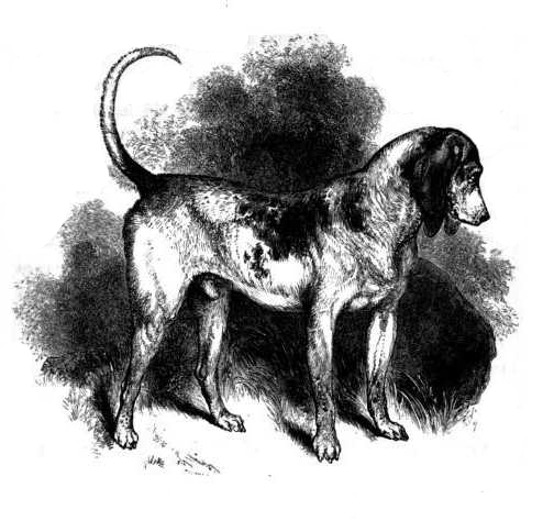 razas de perros ya extintas - Southern Hound