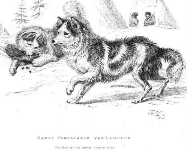 razas de perros ya extintas - perro de los indios Hare