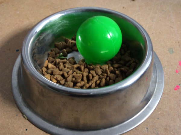 ciotola con cibo per cani e pallina verde dentro