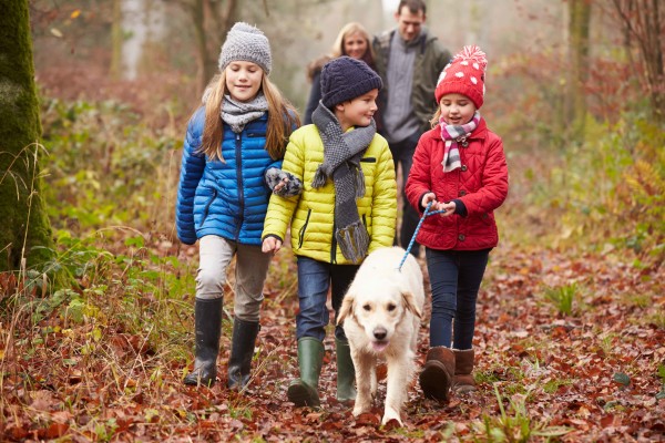 Family walking their Golden Labrador Retriever dog in the Autumn