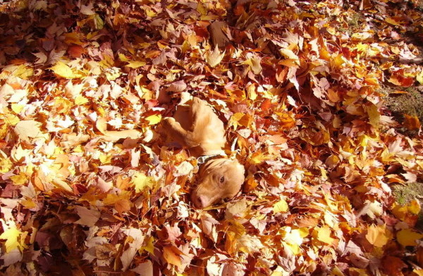 Pit bull Staffy breed dog in a pile of leaves in autumn