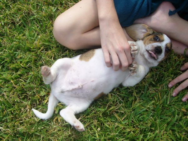 cane salvato si fa coccolare nell'erba dal suo nuovo proprietario 