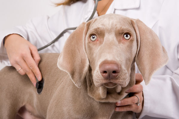 cane dal veterinario con pelo marrone e occhi chiari