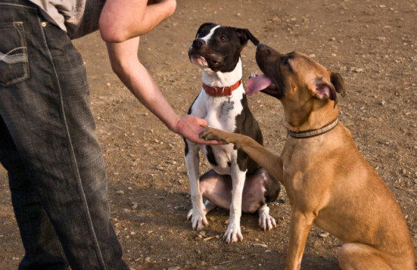 due cani di razze diverse danno la mano a una persona in un parco