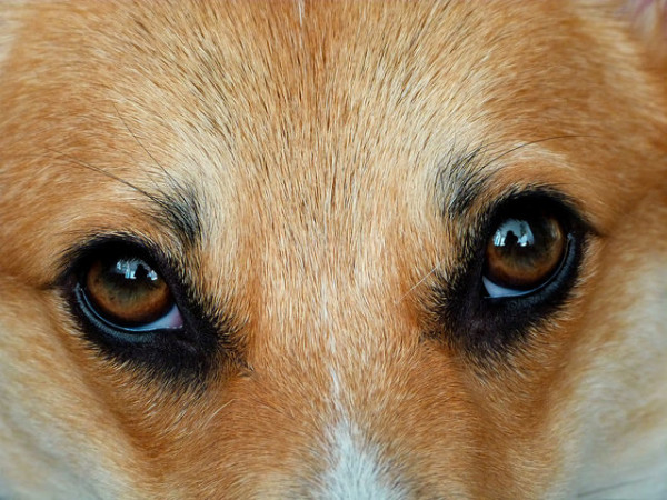 cane salvato sun guarda la camera con i suoi bei occhi