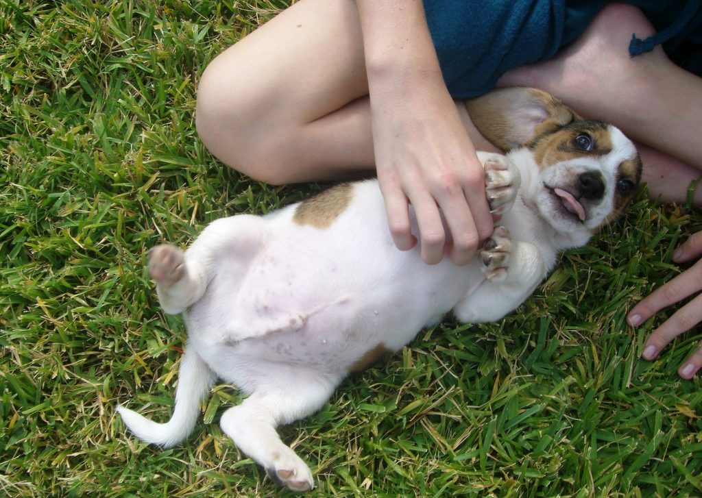 Jack Russell terrier lying on back in the sun on grass