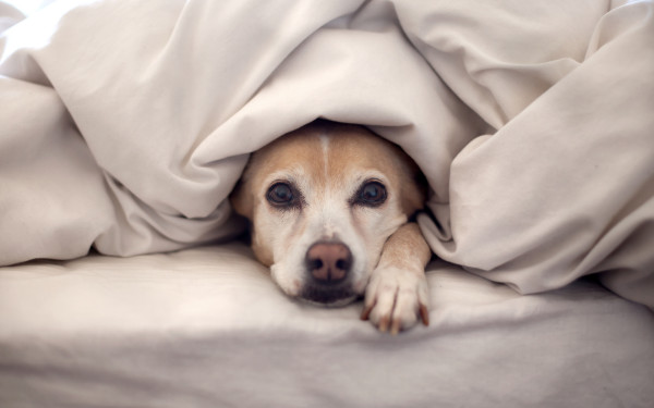 dividere il letto con il cane dentro le lenzuola bianche