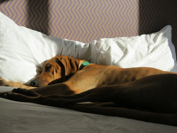 dividere il letto con il cane dormendo 