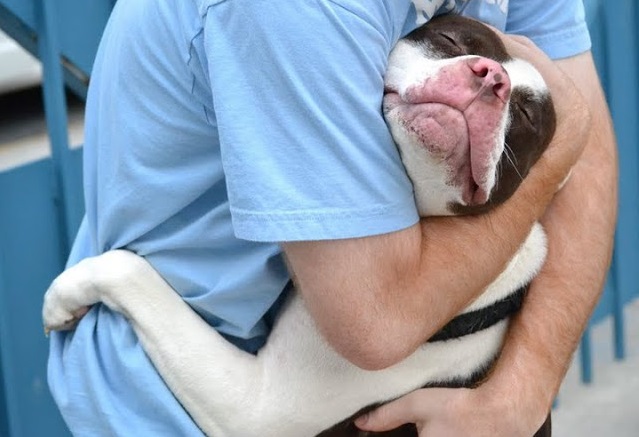 Pit bull Staffie rescue dog cuddling a human