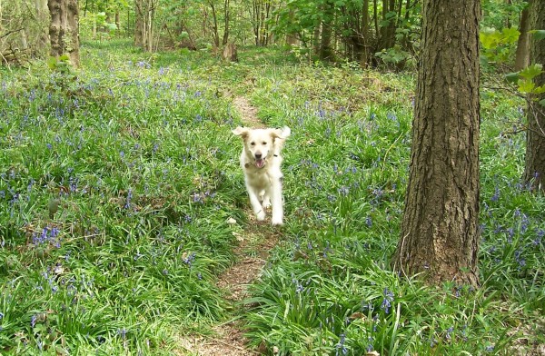 chien georgie court dans la forêt godlen retriever