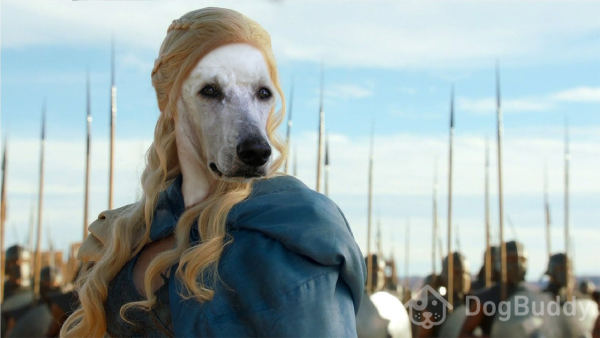 Labrador dog dressed as Khaleesi Daenerys Targaryn from Games of Thrones DogBuddy version called Game of Bones