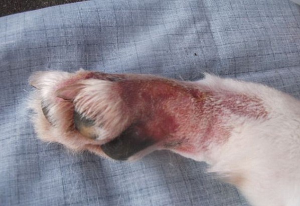 Dog walkers warned to stay away from 'toxic' New Forest beauty spot after ELEVEN pets die from mystery illness Alabama Rot Lesion