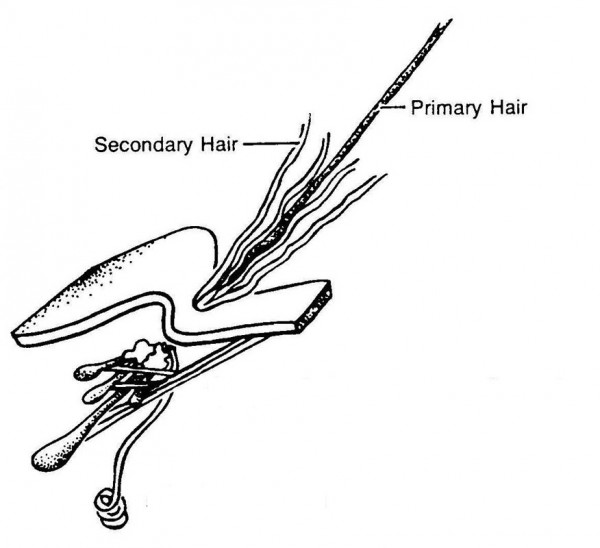 German Shepherd Dog Hair Follicle Diagram Example Primary and Secondary Hair Undercoat showing why dogs shed hair
