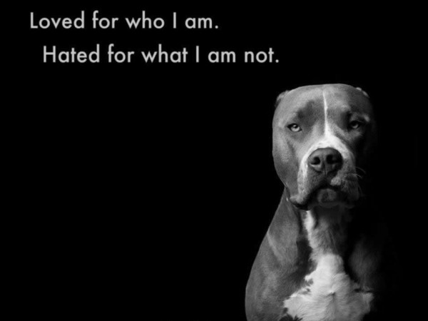 Pitt Bull Breed BSL Michael Brian Photo Campaign black and white