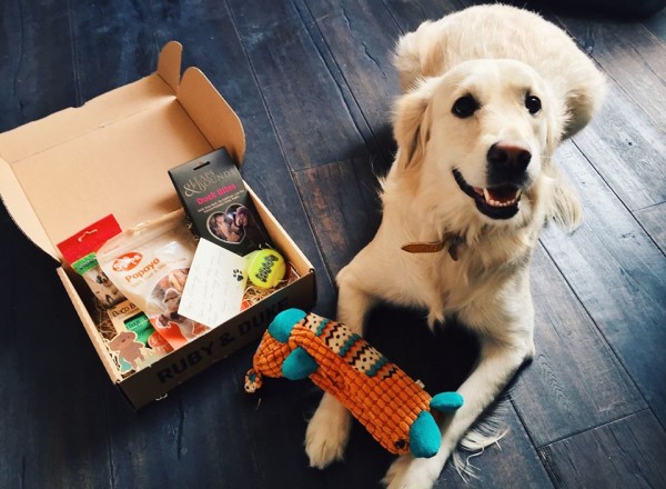 Labrador Retriever with a Ruby and Duke Subscription Box