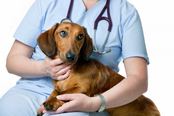 Dachshund with a male vet