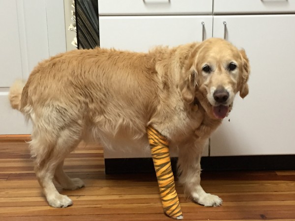 Figo the Golden Retriever a blind dog saved his owner Audreys life by throwing himself in front of a school bus the image is for the DogBuddy Hero Dogs blog article