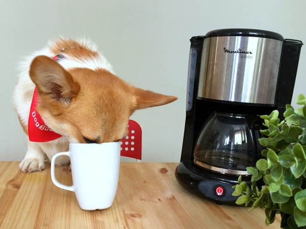 Sun Corgi The Fur Monsters drinking out of a coffee cup