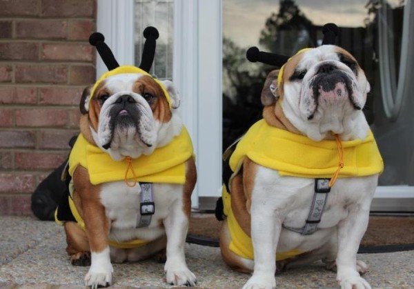 two english bulldogs dressed for DogBuddy Blog