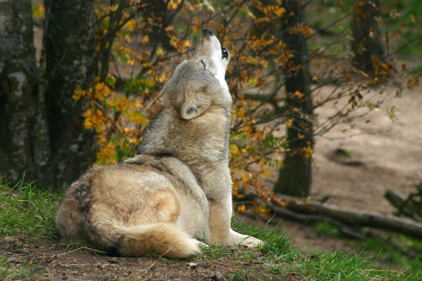 howling_wolf why do dogs howl dogbuddy blog