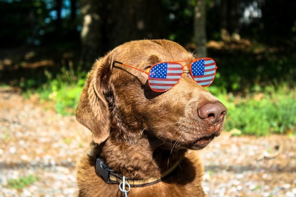 labrador patriotic american flag sunglasses aviators