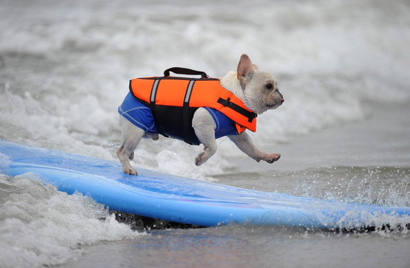 French Bulldog on surf board for the surf city dog competition for the DogBuddy Blog article for Daredevil Dogs