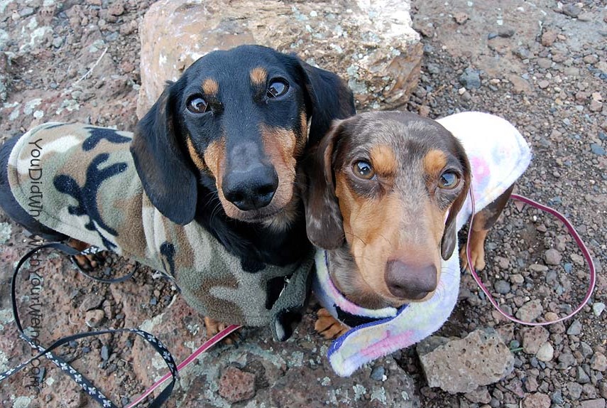 Chester and Gretel Dachshunds from You Did What With Your Wiener? DogBuddy favourite dog bloggers article
