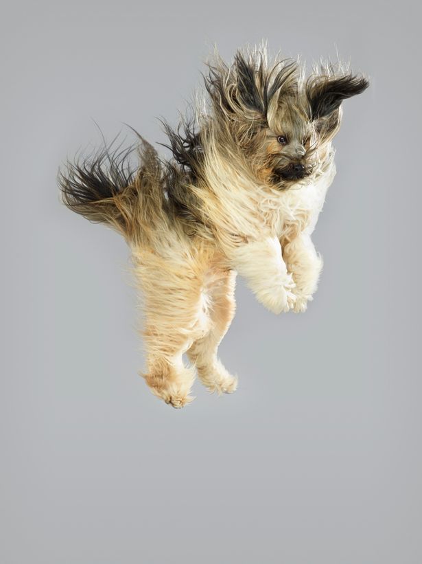 Tibetan Terrier image for the dogs flying through the air Christe dogbuddy blog