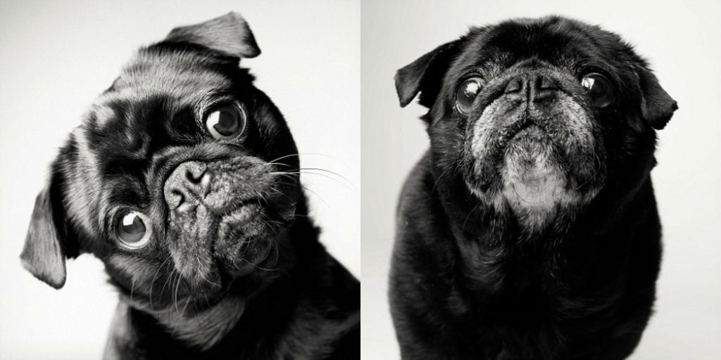 Pug for the Amanda Jones dog book of dogs in pictures
