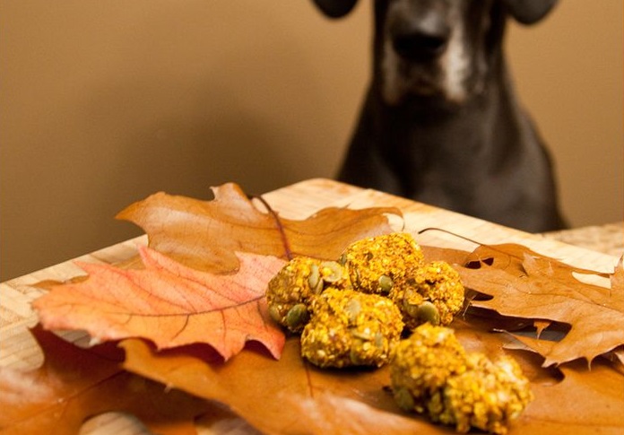Cinnamon and pumpkin truffle autumn dog treat recipe placed on leaves with a great dane watching in the background