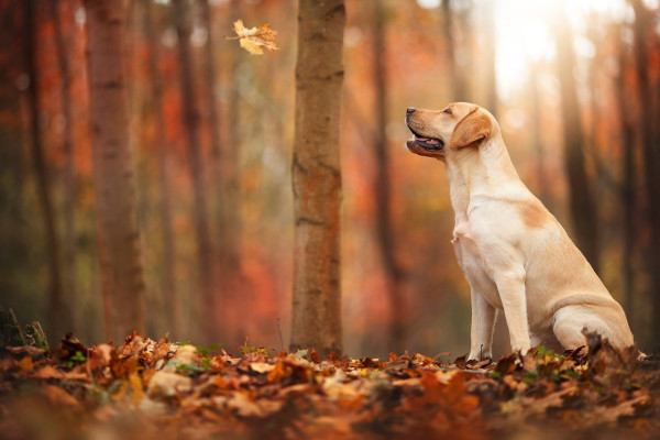 Golden Labrador Retriever Dog watching a leaf falling in the Autumn