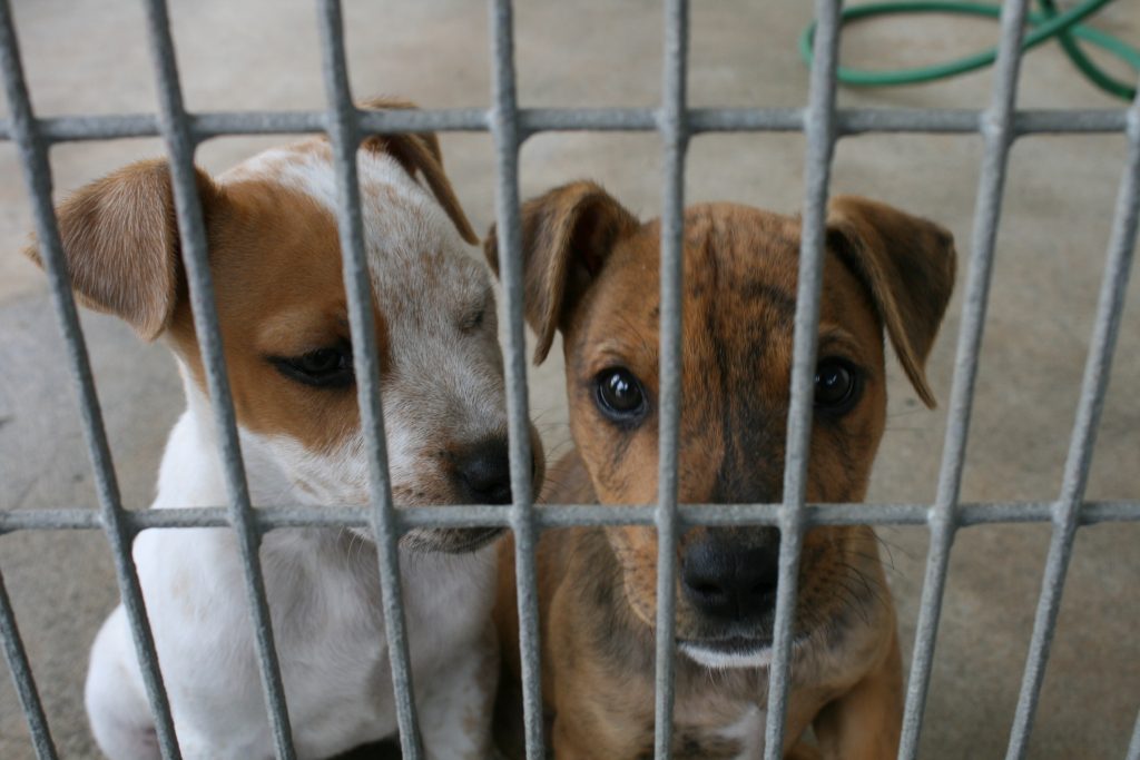 Two staffy puppy rescue dog behind bars in a cage