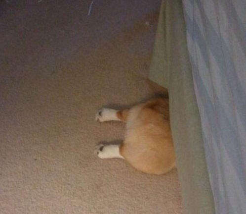 Corgi playing dog hide and seek under a bed