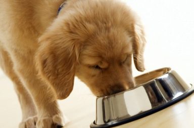 Puppy eating from a bowl