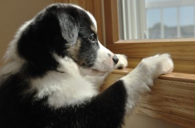 puppy peeking out of a window