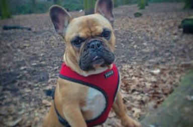 French bulldog walking in the woods